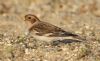Snow Bunting at Southend Seafront (Steve Arlow) (96782 bytes)